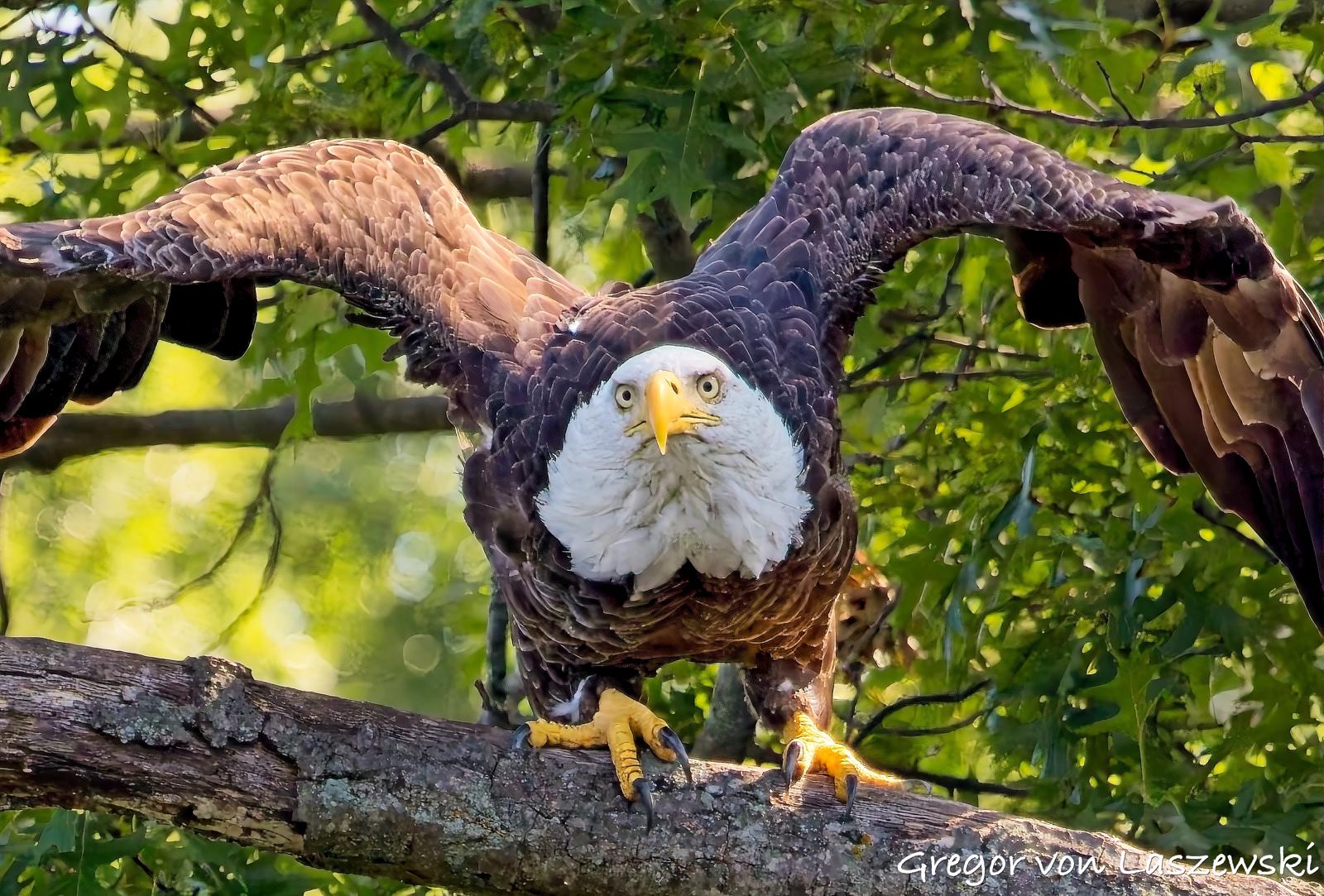 Wildlife Photography